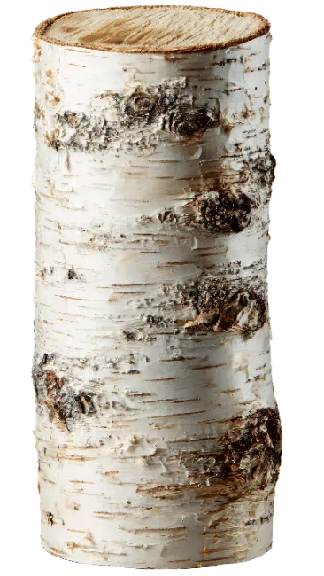 Natural Birch Wood Log Section