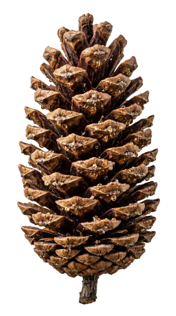 Natural Brown Pine Cone Isolated