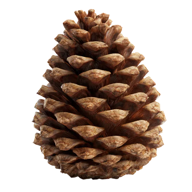 Natural Brown Pine Cone Isolated