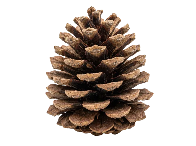 Natural Brown Pine Cone Isolated