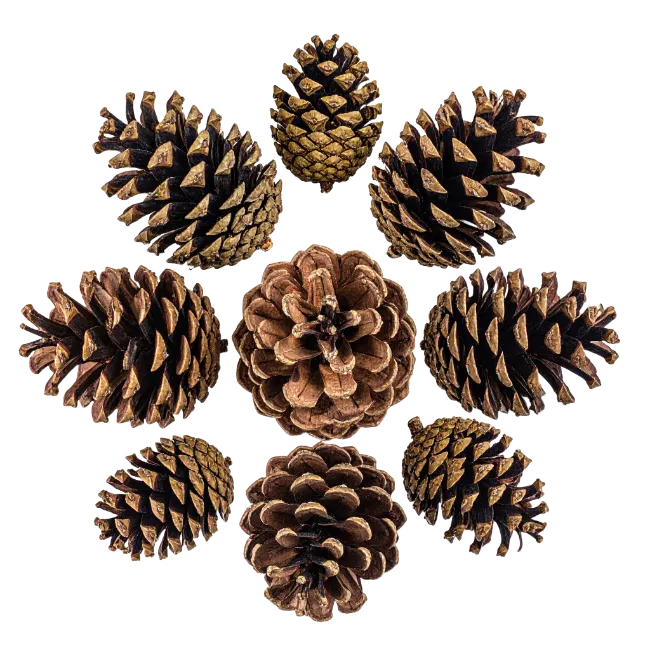 Natural Brown Pine Cones Arrangement