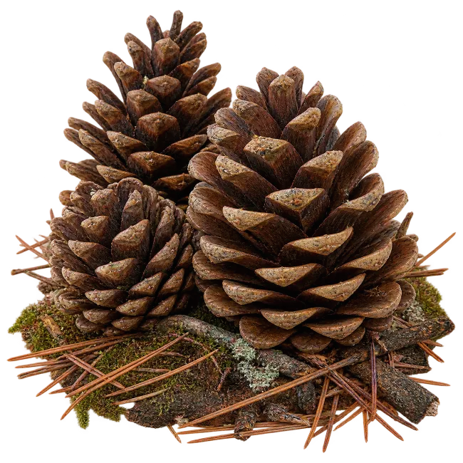 Natural Brown Pine Cones with Forest Moss and Needles