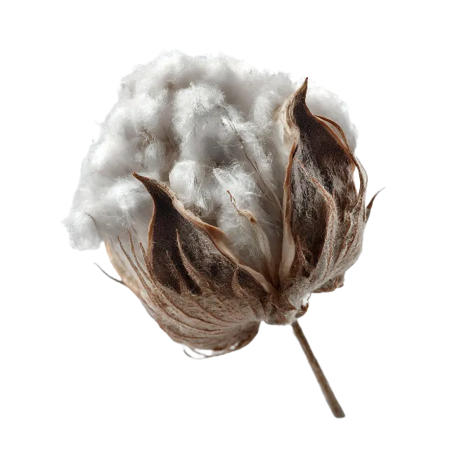 Natural cotton boll with fluffy white fiber