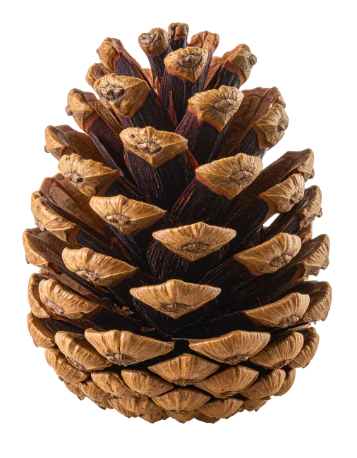 Natural Dry Pine Cone Isolated