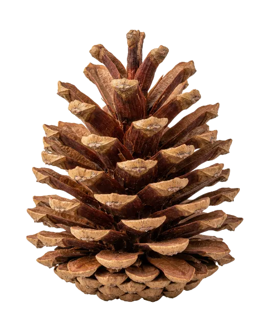 Natural Dry Pinecone Isolated