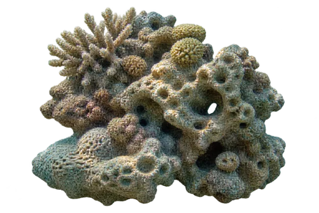 Natural Marine Coral Reef Rock Formation