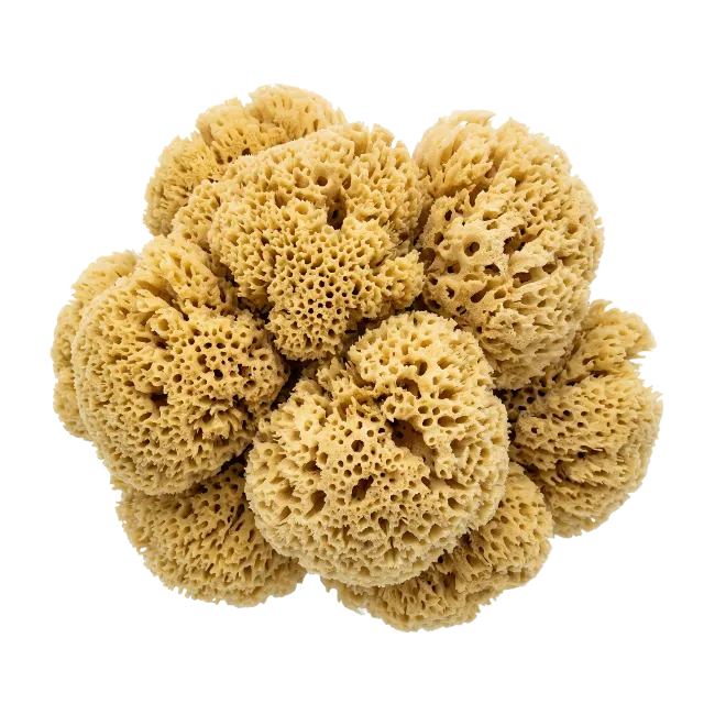 Natural Sea Sponge Clusters