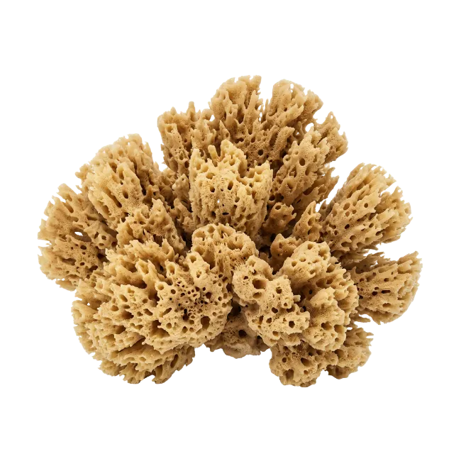 Natural Sea Sponge