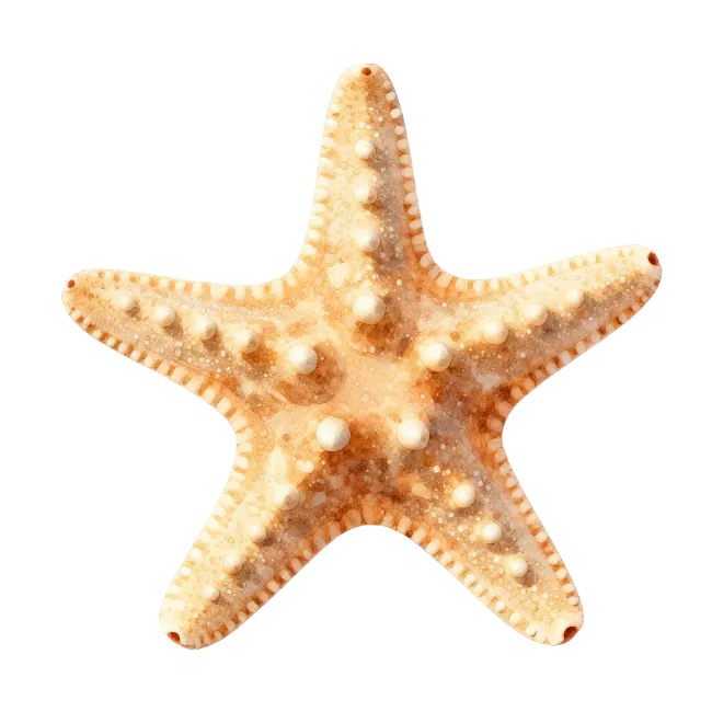 Natural Sea Starfish Specimen