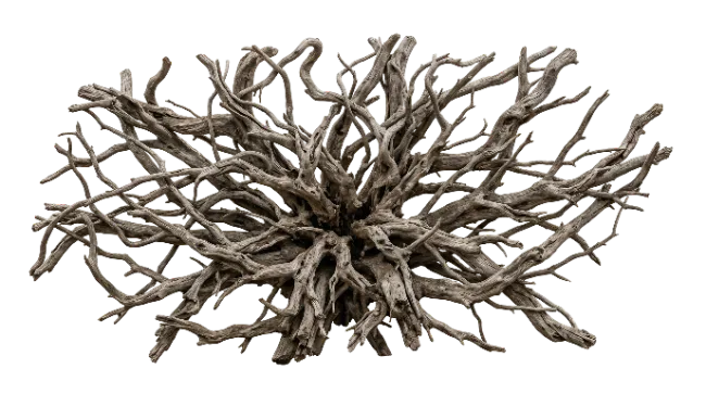 Natural Tree Roots Spread Outward