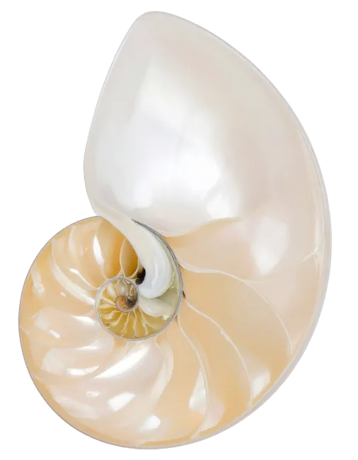 Nautilus seashell cutaway showing intricate chambers