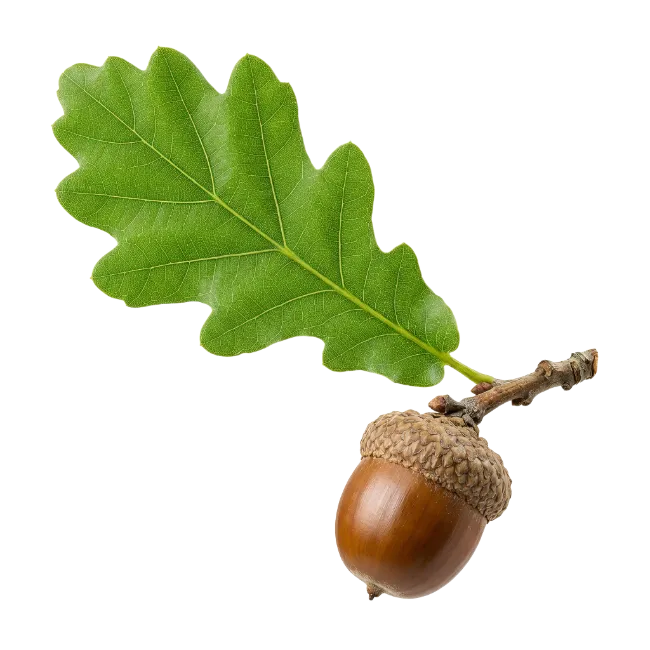 Oak leaf and acorn branch