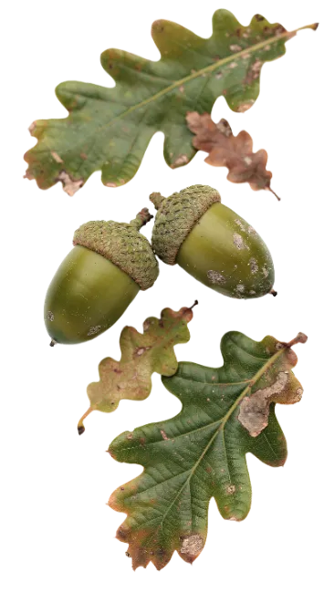 Oak Leaves and Acorns