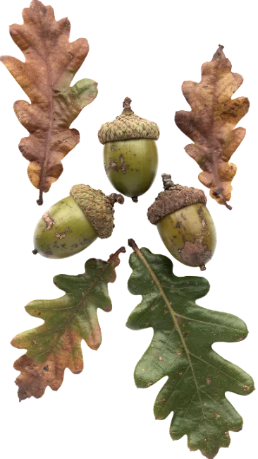 Oak leaves and acorns arrangement