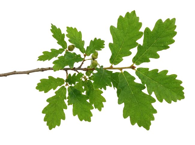 Oak Tree Branch with Green Leaves
