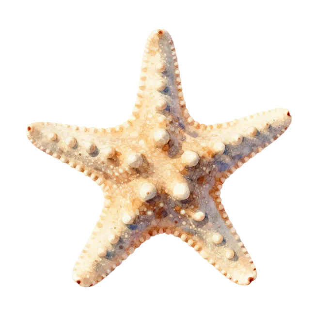 Ocean Starfish Sea Creature