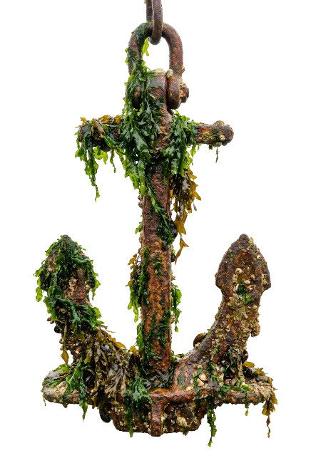 Old Rusted Anchor with Seaweed