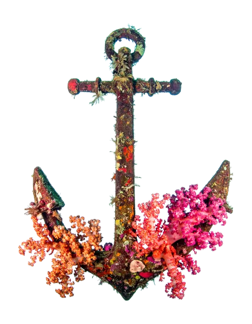 Old Ship Anchor Covered in Coral and Barnacles