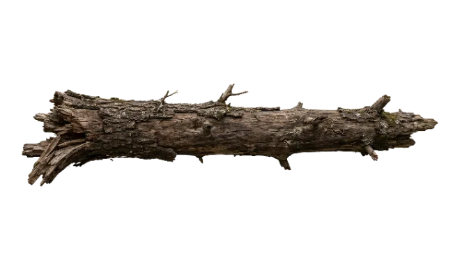 Old weathered fallen tree log wood