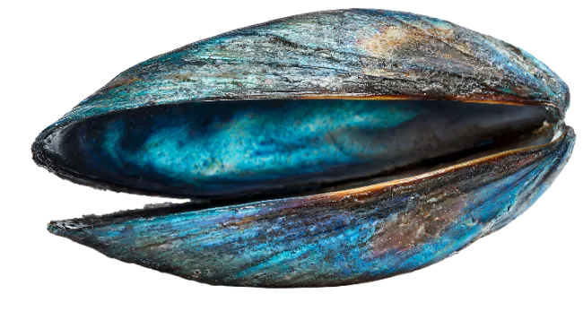 Open Blue Mussel Shell