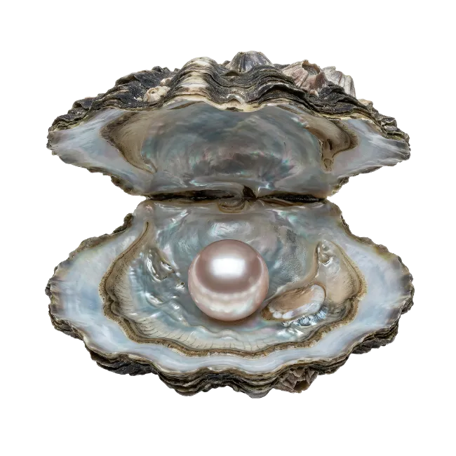 Open oyster shell with a glowing pink pearl