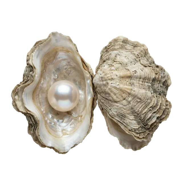 Open Oyster Shell With Luminous Pearl