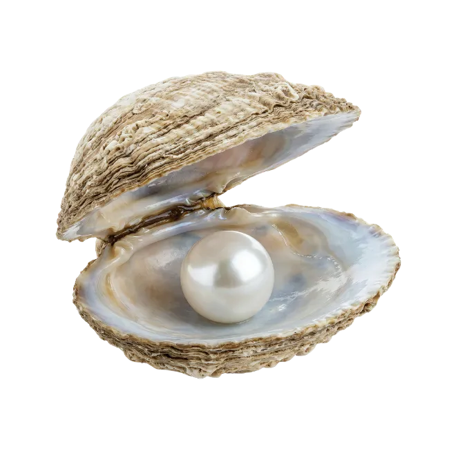 Open Oyster Shell With Shiny Pearl