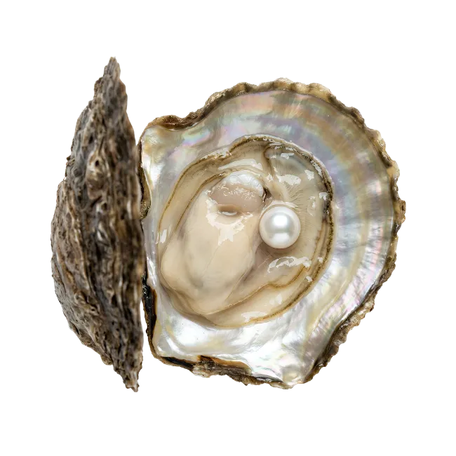Open Oyster With A Shiny Pearl Inside
