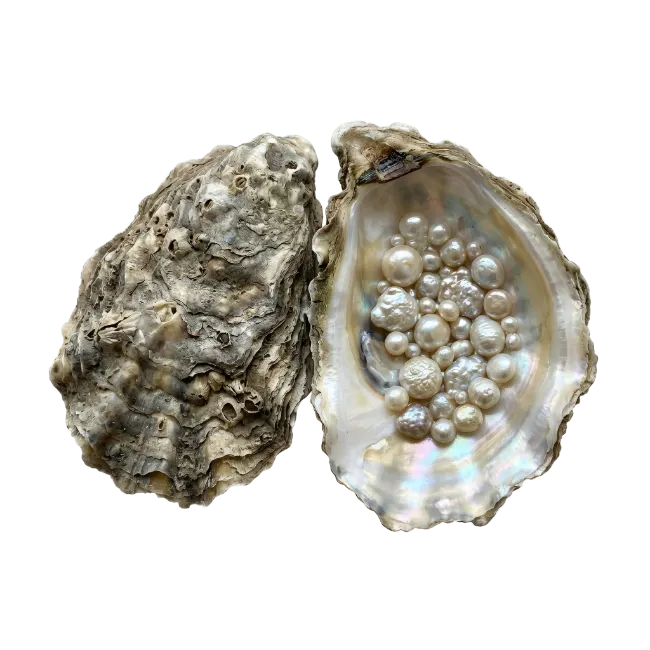 Opened oyster shell with pearls
