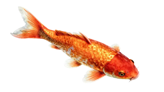 Orange Koi Fish Isolated