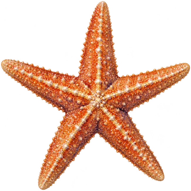 Orange Starfish Marine Animal