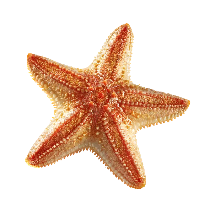 Orange Starfish Sea Creature