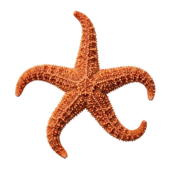 Orange Starfish Sea Creature