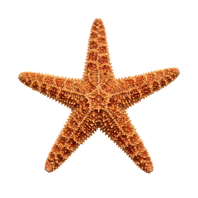 Orange Starfish Sea Creature