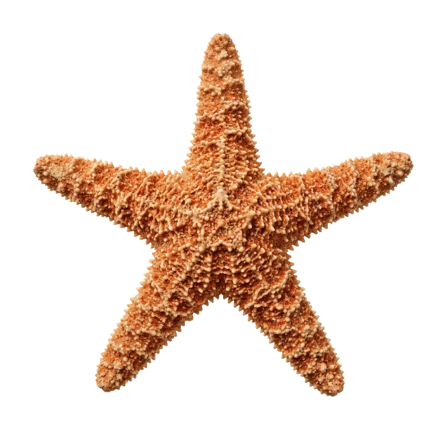 Orange Starfish Sea Creature