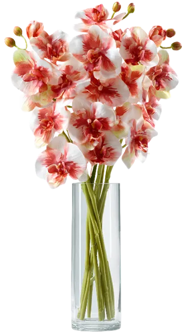 Orchid Flowers in Glass Vase