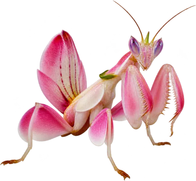 Orchid Mantis Pink Flower Insect