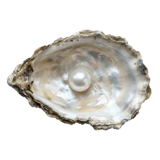 Oyster Shell With Luminous White Pearl Inside
