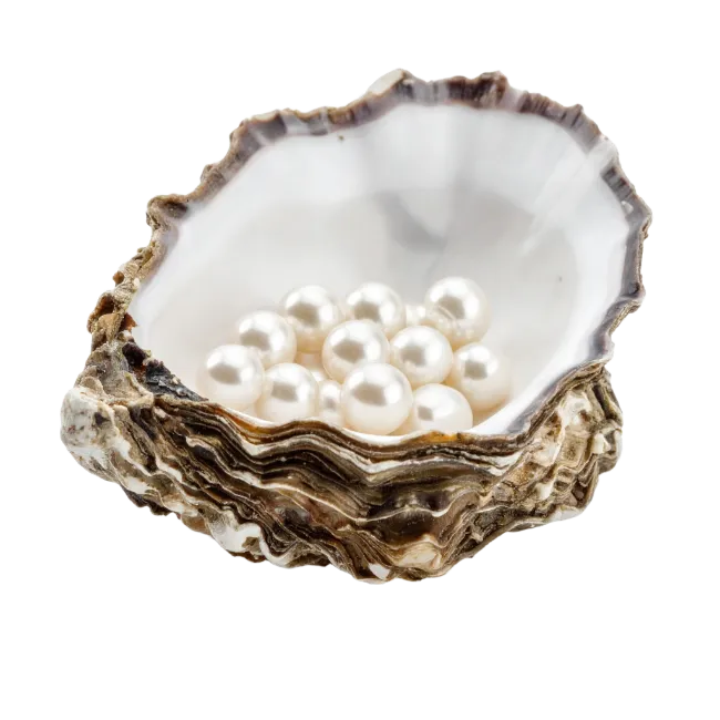 Oyster Shell with Pearls