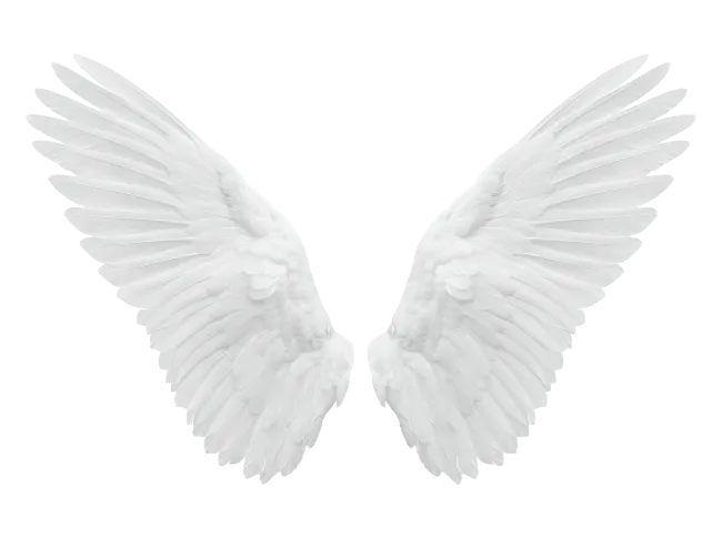 Pair of White Angel Wings