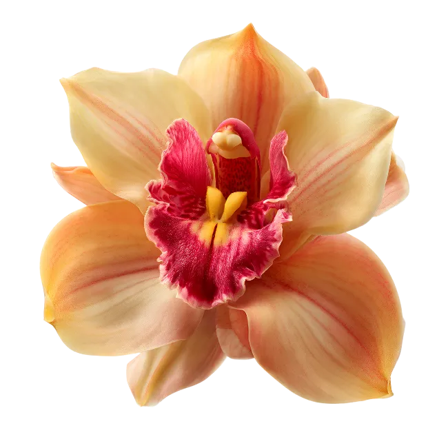 Peach Colored Orchid Flower Blossom