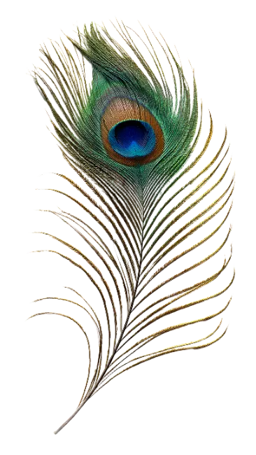 Peacock Feather Isolated