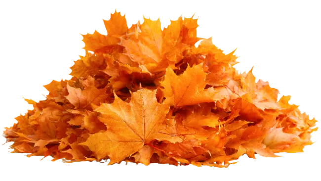 Pile of Autumn Leaves
