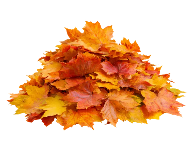 Pile of colorful autumn leaves