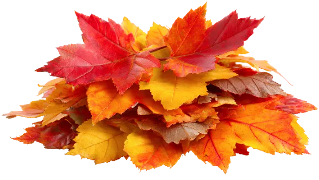 Pile of Colorful Autumn Maple Leaves