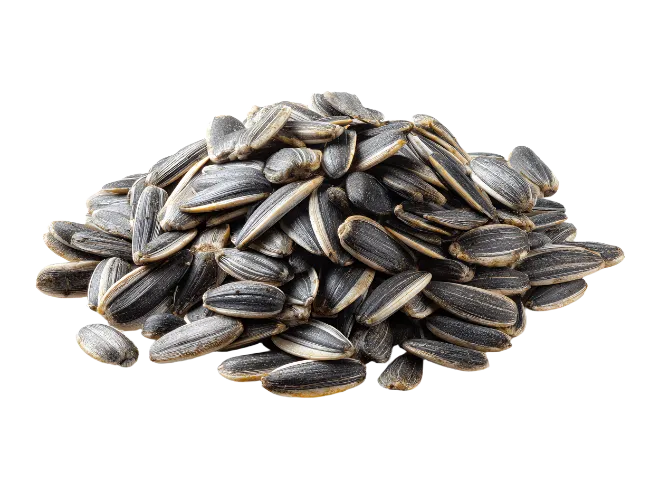 Pile of raw sunflower seeds