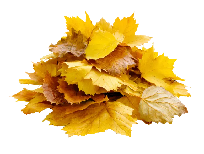 Pile of Yellow and Brown Autumn Leaves