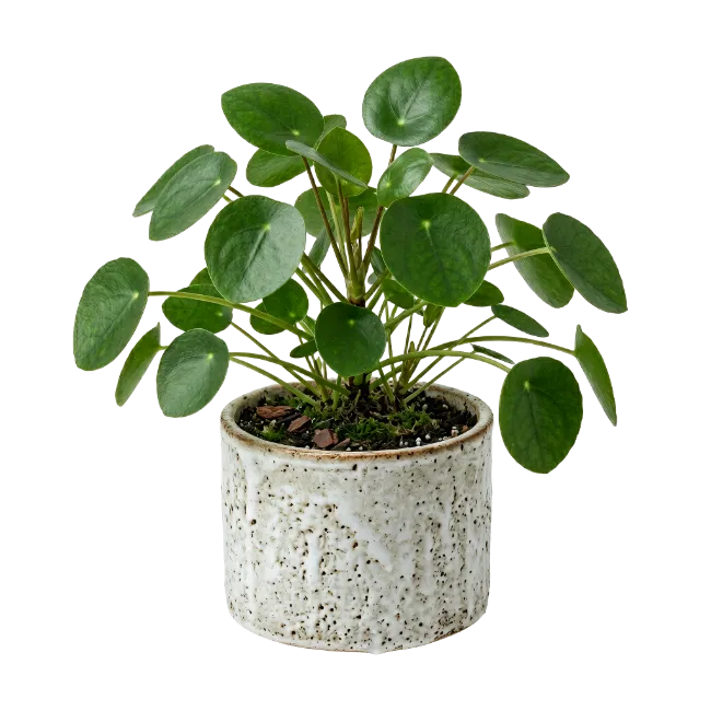 Pilea Peperomioides Houseplant in Ceramic Pot