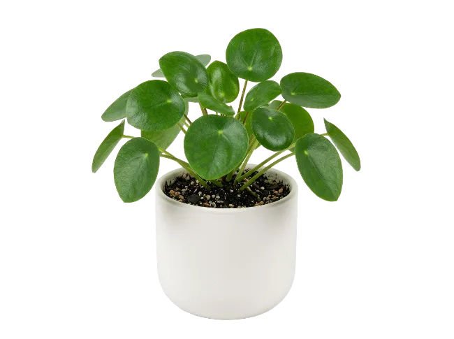 Pilea Peperomioides Plant in White Pot