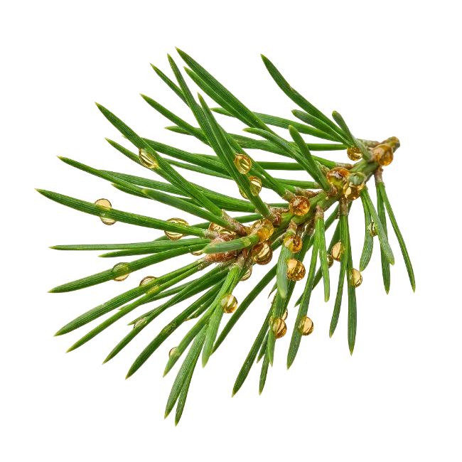 Pine Needle Branch with Resin Droplets